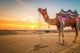 Best Of Rajasthan