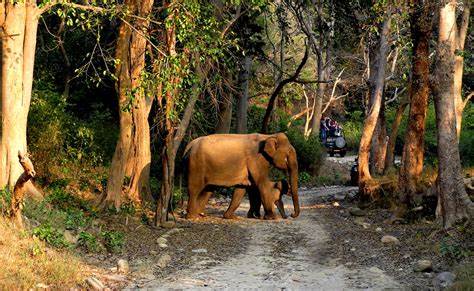 Birding & Tiger Tour