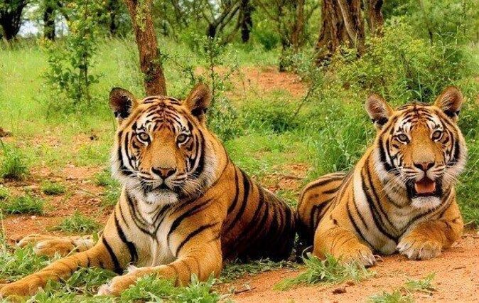 India Wildlife Tour