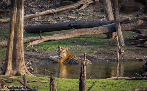 Golden Triangle Tour & Tiger Safari