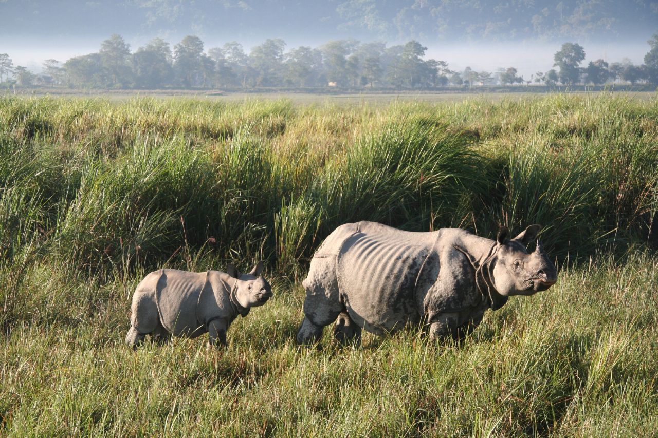 Short Escape To Kaziranga