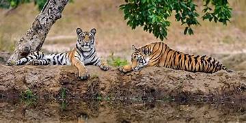 Wildlife Of India With Golden Triangle Tour