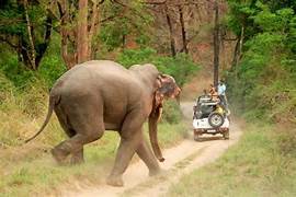 Jim Corbett With Nainital Tour