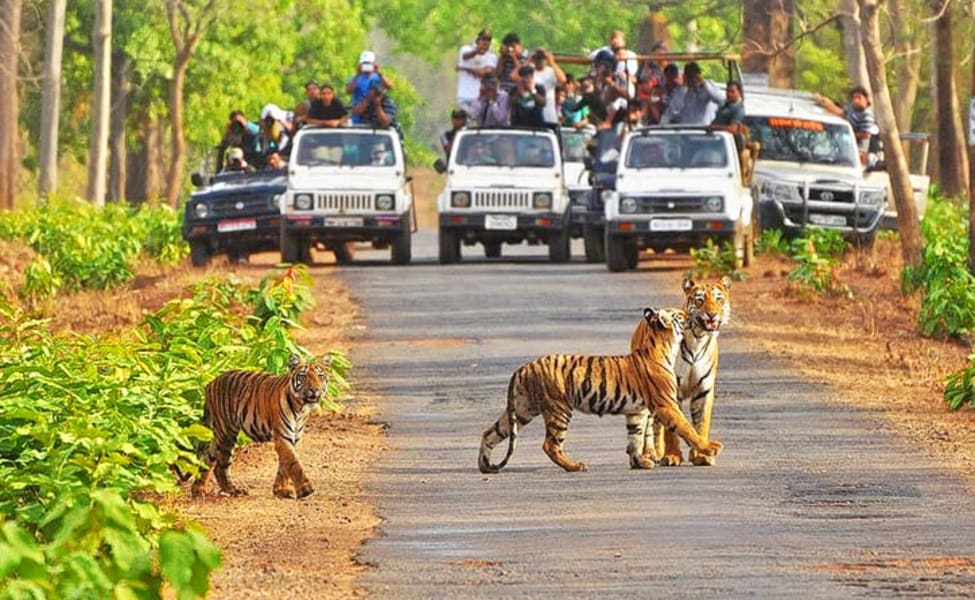 Taj Tiger Temples Tour