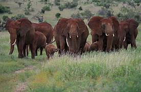 Kenya Wildlife Tour